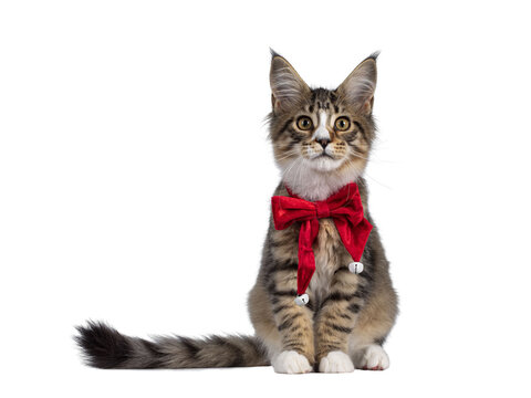 Cute alert brown tabby with white Maine Coon cat kitten, sitting facing front wearing red velvet christmas bow tie. Looking curious straight to camera. Isolated cutout on transparent background.