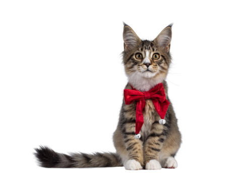 Cute alert brown tabby with white Maine Coon cat kitten, sitting facing front wearing red velvet christmas bow tie. Looking curious straight to camera. Isolated cutout on transparent background.