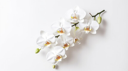 White orchid isolated on white background.Generative Ai.