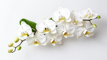 White orchid isolated on white background.Generative Ai.