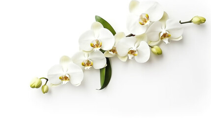 White orchid isolated on white background.Generative Ai. - obrazy, fototapety, plakaty