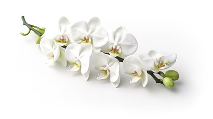 Fototapeta na wymiar White orchid isolated on white background.Generative Ai.