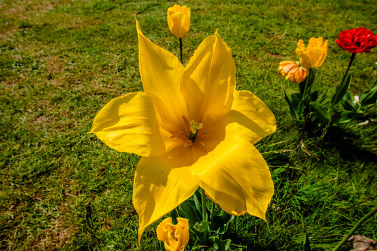 2023 04 09 Parco Sigurta Tulipa gesneriana 20
