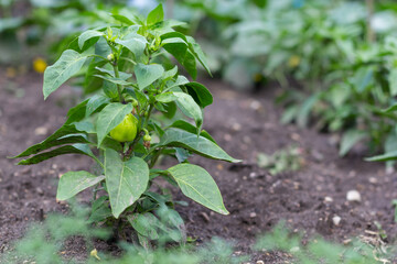 Green bell peppers on the garden bed. Immature peppers. Organic concept. Selective focus. Vegetables