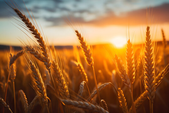A beautiful golden wheat field glowing in the warm light of the setting sun. Peaceful and serene, it's a sight to behold.