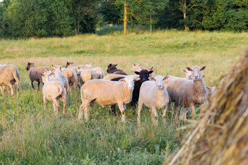 Sheeps in a meadow on green grass at sunset. Portrait of sheep.