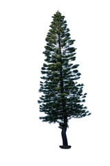 Obraz premium pine tree isolated on white background