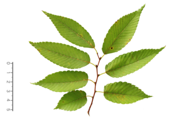 ケヤキの葉　9月撮影