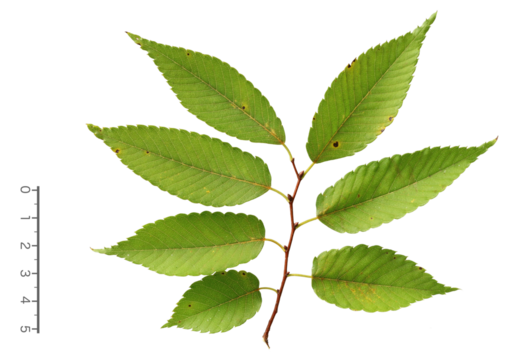 ケヤキの葉　9月撮影