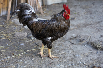 Black Betong Chickken in dry garden