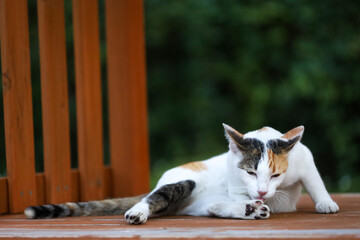 Close up cat is sit down and cute in garden