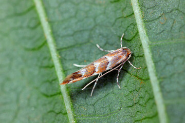 Horse chestnut Leaf-miner (Cameraria ohridella), a tiny orange micro-moth and pest, sitting on the...