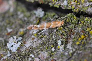 Horse chestnut Leaf-miner (Cameraria ohridella), a tiny orange micro-moth and pest, sitting on the trunk of horse-chestnut tree.