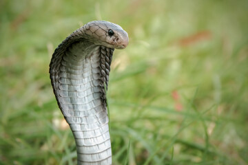 close up of a king cobra