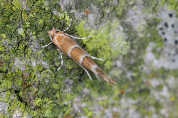Horse chestnut Leaf-miner (Cameraria ohridella), a tiny orange micro-moth and pest, sitting on the trunk of horse-chestnut tree.