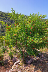 Fototapeta na wymiar Small pomegranate tree ( Punica granatum ) in bloom on sunny day, green foliage and red flowers. Montenegro