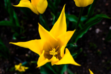 2023 04 09 Parco Sigurta Tulipa Sylvestris 2