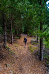 Obraz premium hiking in the woods