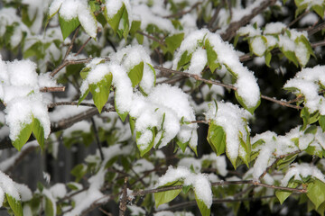 Green leaves covered after a snow fall