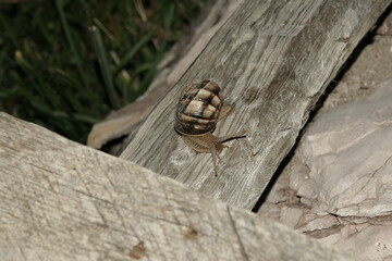 There are plenty of snails in every region of Turkey.