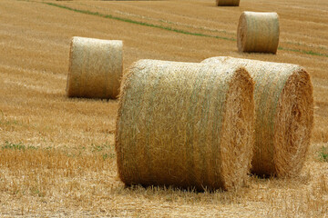 bales of hay - 619152399