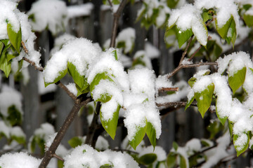 Green leaves covered after a snow fall