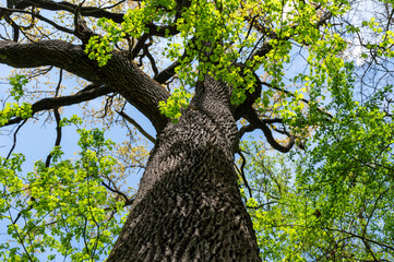 A large tree through which you can see a clear sky