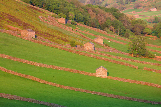 Telephoto image of Fields and Barns at Swaledale, Yorkshire Dales National Park, England, UK.