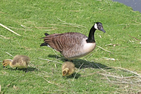 Goose and goslings on the grass	