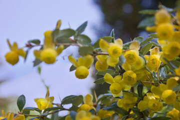 A blooming spring barberry bush with yellow flowers in close-up