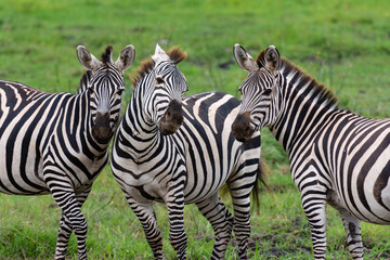 Fototapeta na wymiar Three African zebras at close range in Kenya