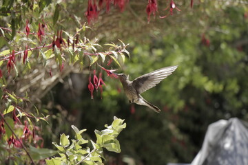 	Giant hummingbird 	Patagona gigas