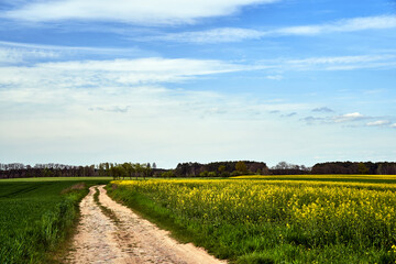 rural landscape with dirt road and blooming canola in spring