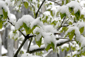 Green leaves covered after a snow fall
