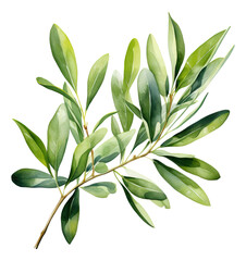 Olive branch with leaves. Watercolor illustration isolated.