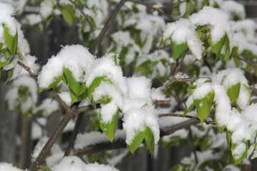 Green leaves covered after a snow fall