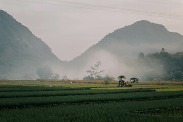 Fototapeta premium natural scenery in Indonesia with a view of mountains, hills, rice fields which are very green and sunset in the afternoon