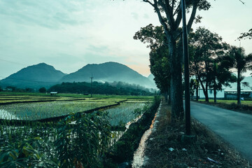 natural scenery in Indonesia with a view of mountains, hills, rice fields which are very green and sunset in the afternoon