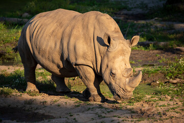 Obraz premium rhino in the wild