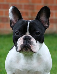 head portrait of a black and white french bulldog in the garden