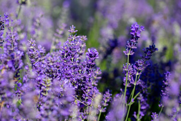 Naklejka premium Spring lavender flowers under sunlight. Lilac flowers close up. Beautiful landscape of nature with a panoramic view. Hi spring. long banner