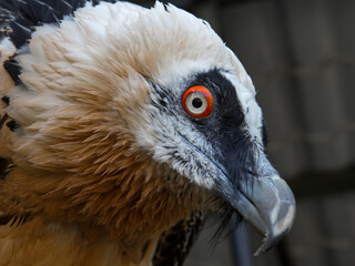 Bearded Vulture - Gypaetus barbatus - a large bird