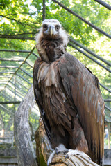 Cinereous vulture or Aegypius monachus is large raptor in family Accipitridae.