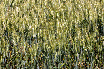 C&eacute;r&eacute;ales, Bl&eacute;.