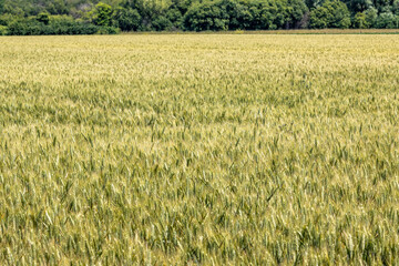C&eacute;r&eacute;ales, Bl&eacute;.