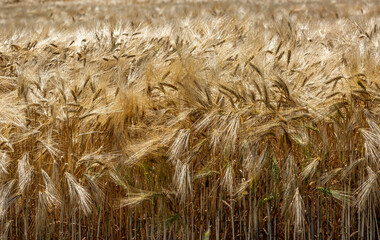 C&eacute;r&eacute;ales, Bl&eacute;.