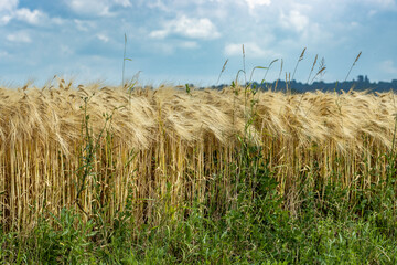 C&eacute;r&eacute;ales, Bl&eacute;.