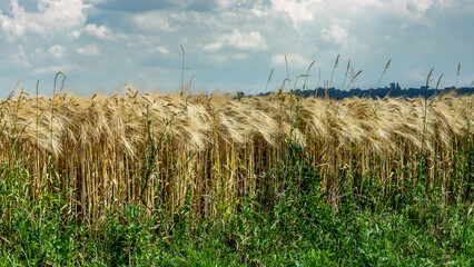 C&eacute;r&eacute;ales, Bl&eacute;.
