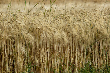 C&eacute;r&eacute;ales, Bl&eacute;.