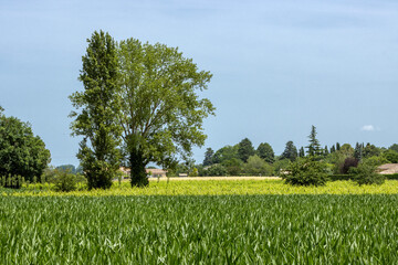 C&eacute;r&eacute;ales, Bl&eacute;.